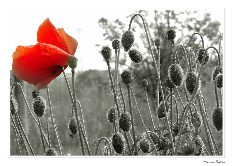 .. Il papavero è rosso...