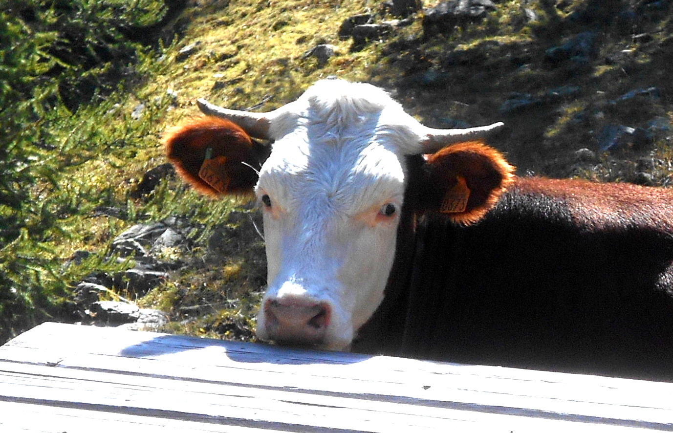 Il parait que nous les vaches, nous polluons la planète !! Exo photo n° 33 la pollution