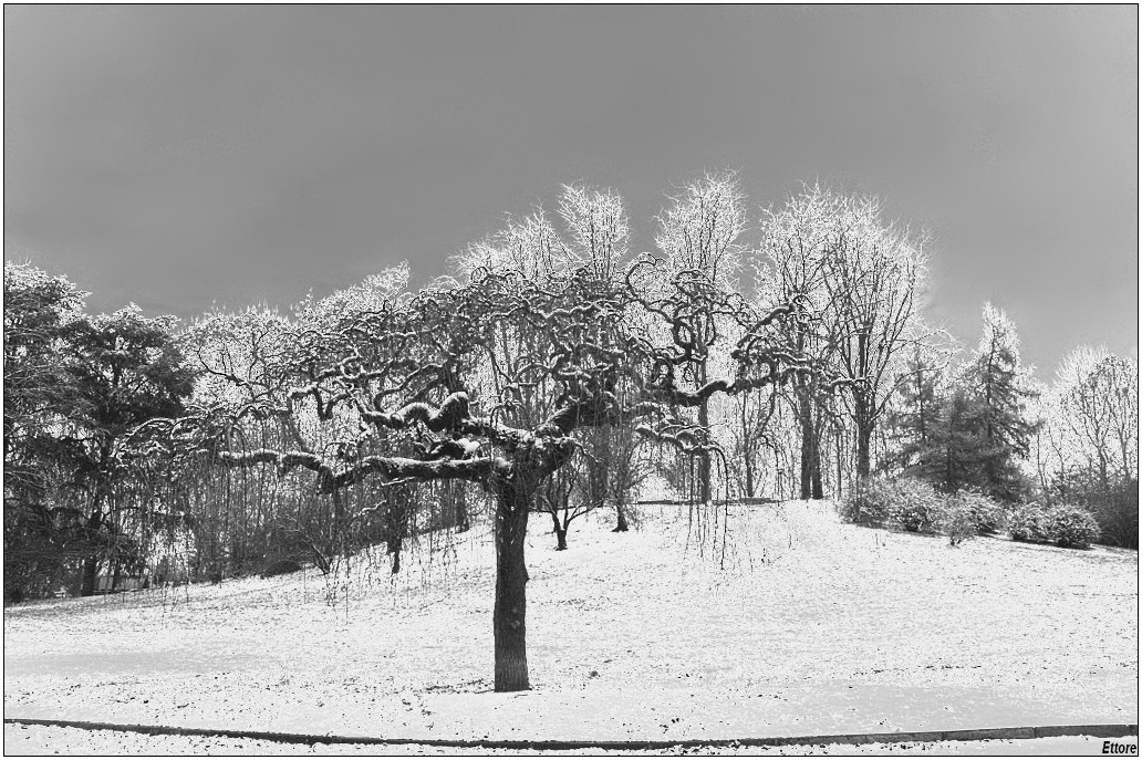 Il parco innevato