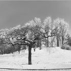 Il parco innevato