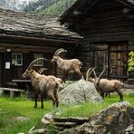 il party degli stambecchi