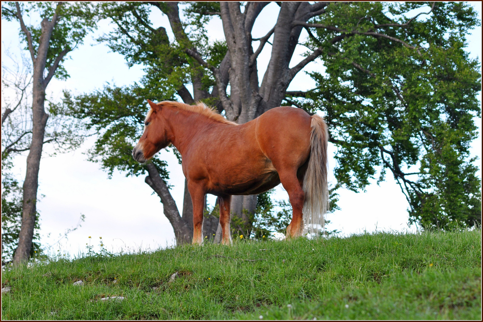 Il pascolo del Cavallo.