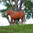 Il pascolo del Cavallo.