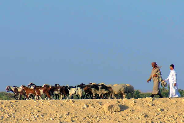 Il pascolo nel deserto