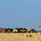 Il pascolo nel deserto