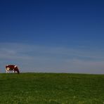 Il Pascolo Solitario