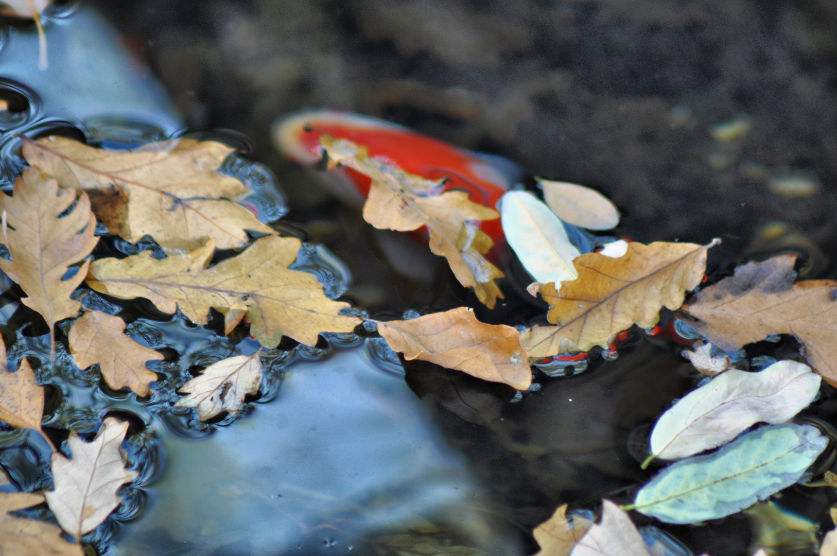 il passaggio dell'autunno