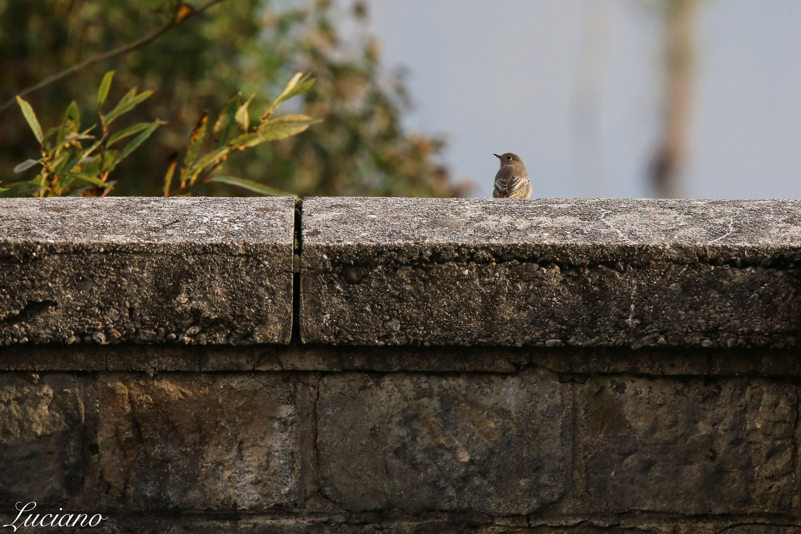 il passero