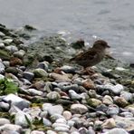 Il passero e il lago