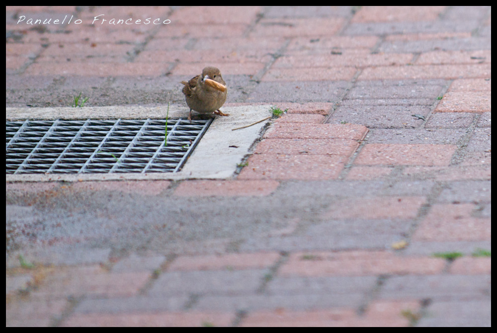 ...il passero fumatore...