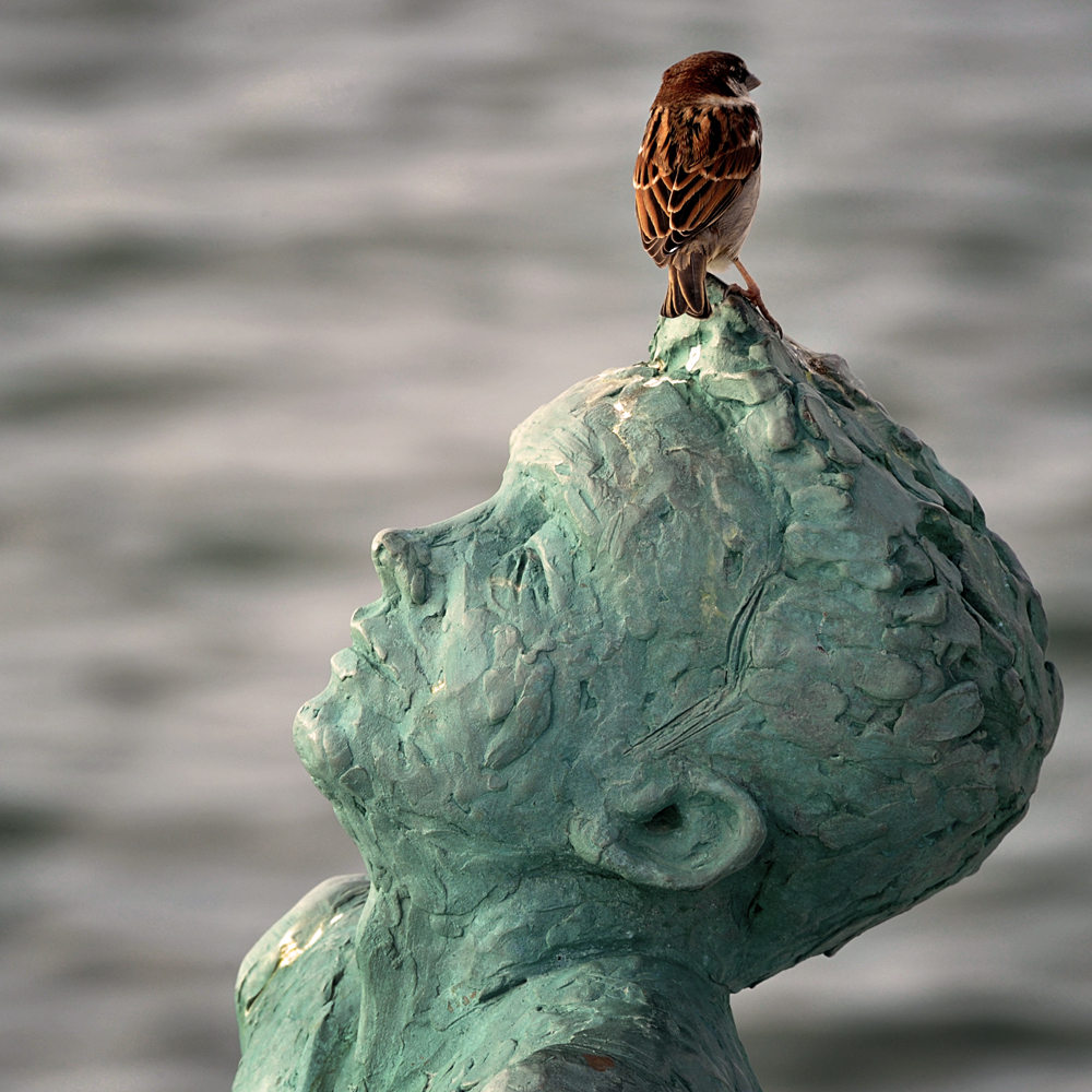 IL PASSERO SOLITARIO