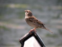 il passero tiberino