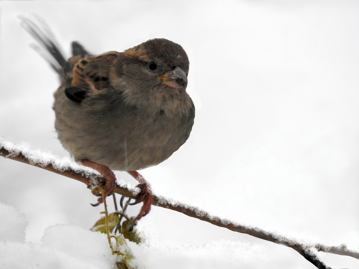 Il Passerotto e la neve