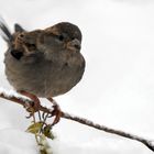 Il Passerotto e la neve