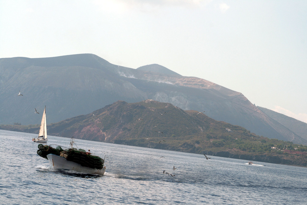 Il pasto dei gabbiani... alle pendici di Vulcano