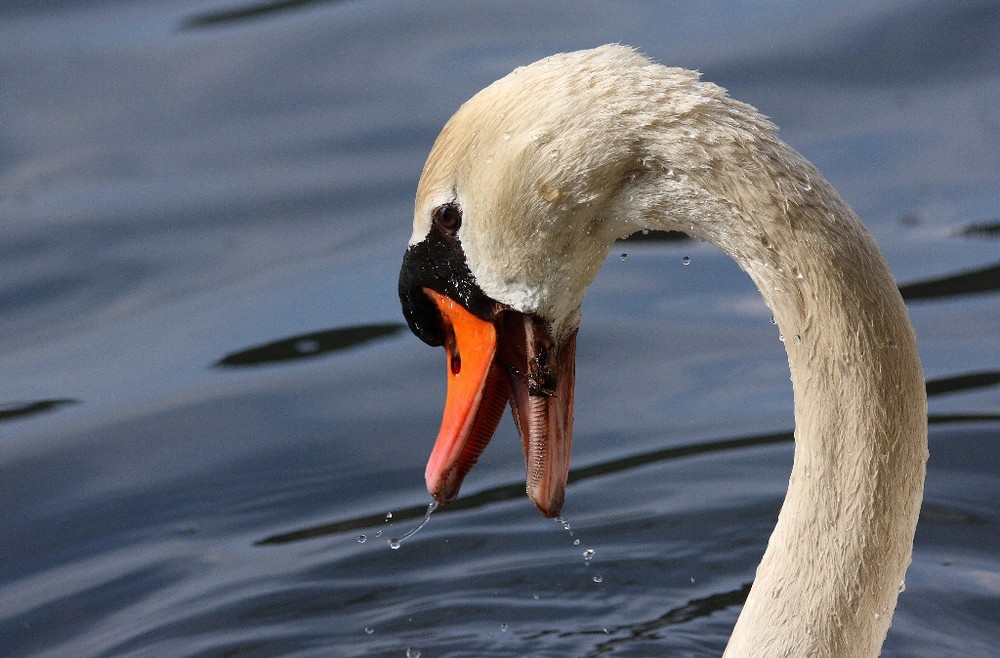 Il pasto del cigno - Swan eating