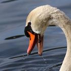 Il pasto del cigno - Swan eating