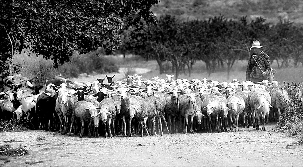 Il pastore e le sue pecore