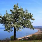 il Pero sull'azzurro Golfo di Vasto