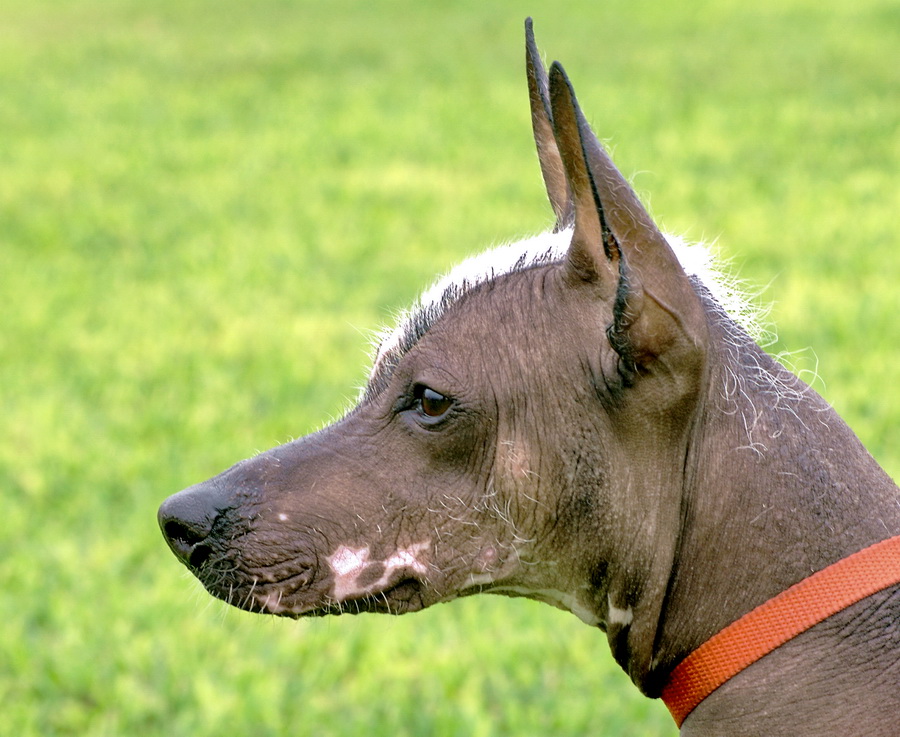 Il Perro Peruano Sin Pelo