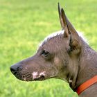 Il Perro Peruano Sin Pelo