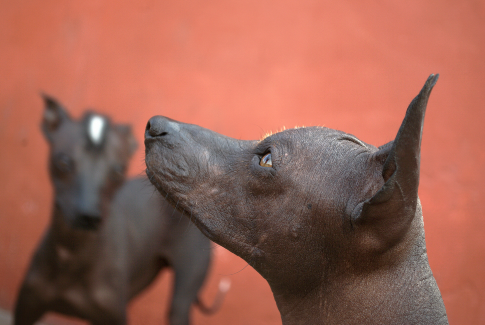 Il Perro sin pelo del PERU