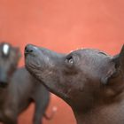 Il Perro sin pelo del PERU