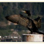 Il Pescatore Nero del Lago