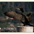 Il Pescatore Nero del Lago