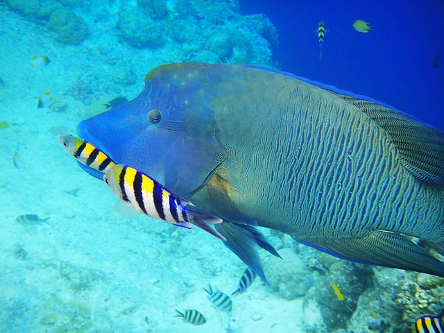 Il pesce Napoleone! Foto % Immagini| animali, pesci e molluschi, pesce