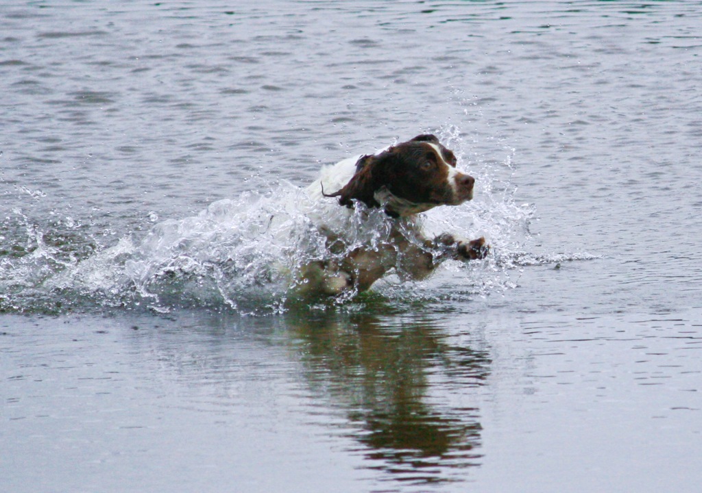 Il pescecane Scoobi Doo .