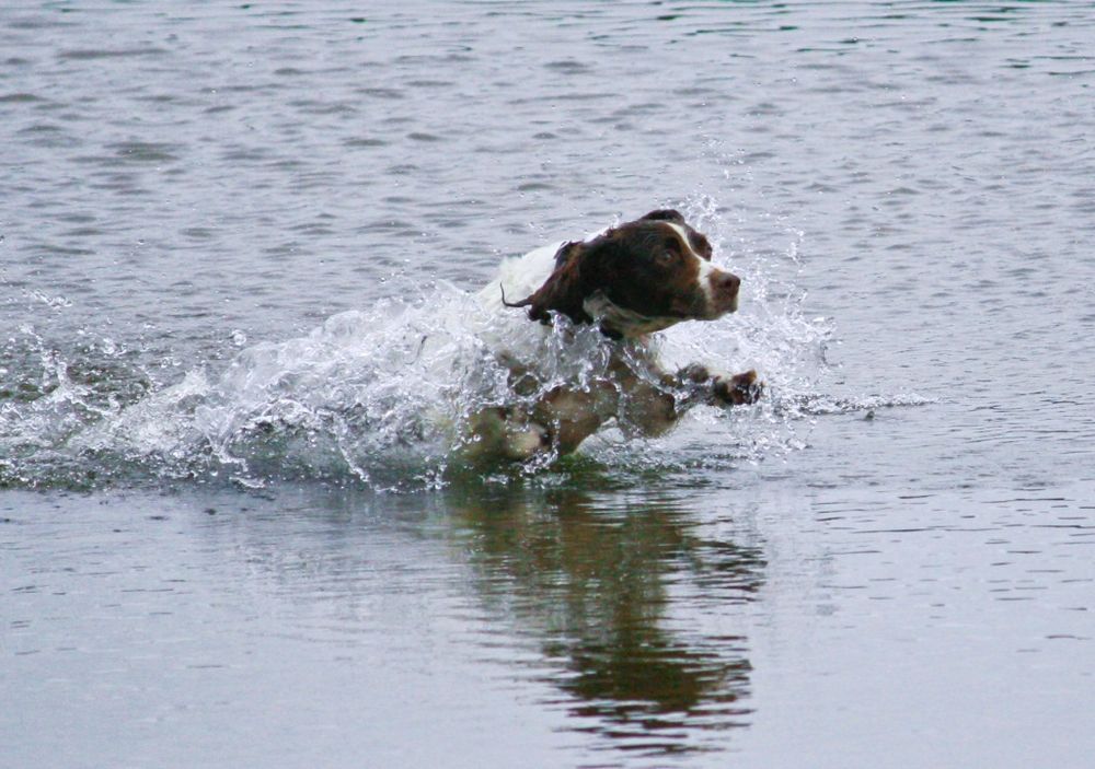 Il pescecane Scoobi Doo .