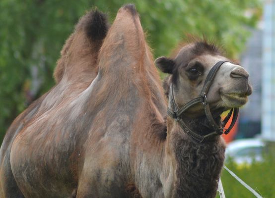 Il "peso" sulle spalle