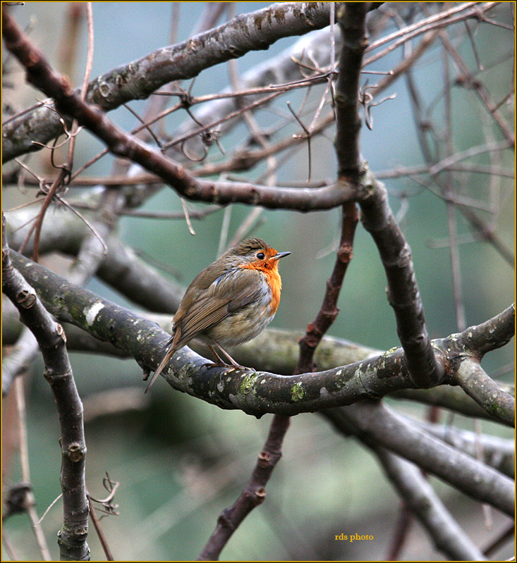 Il Pettirosso.