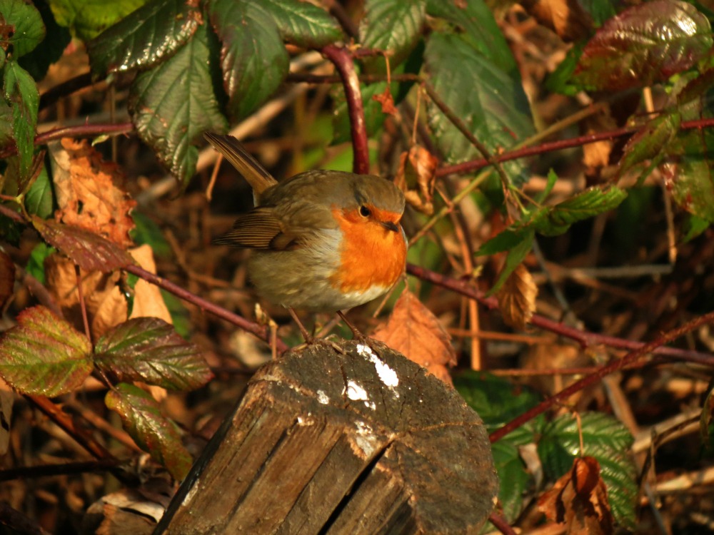 Il Pettirosso