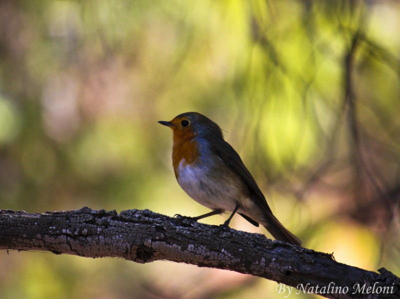 Il pettirosso