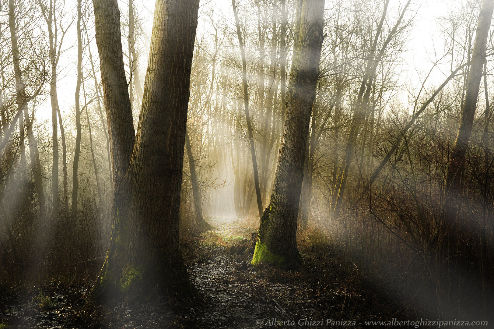 il piacere di perdermi nel bosco