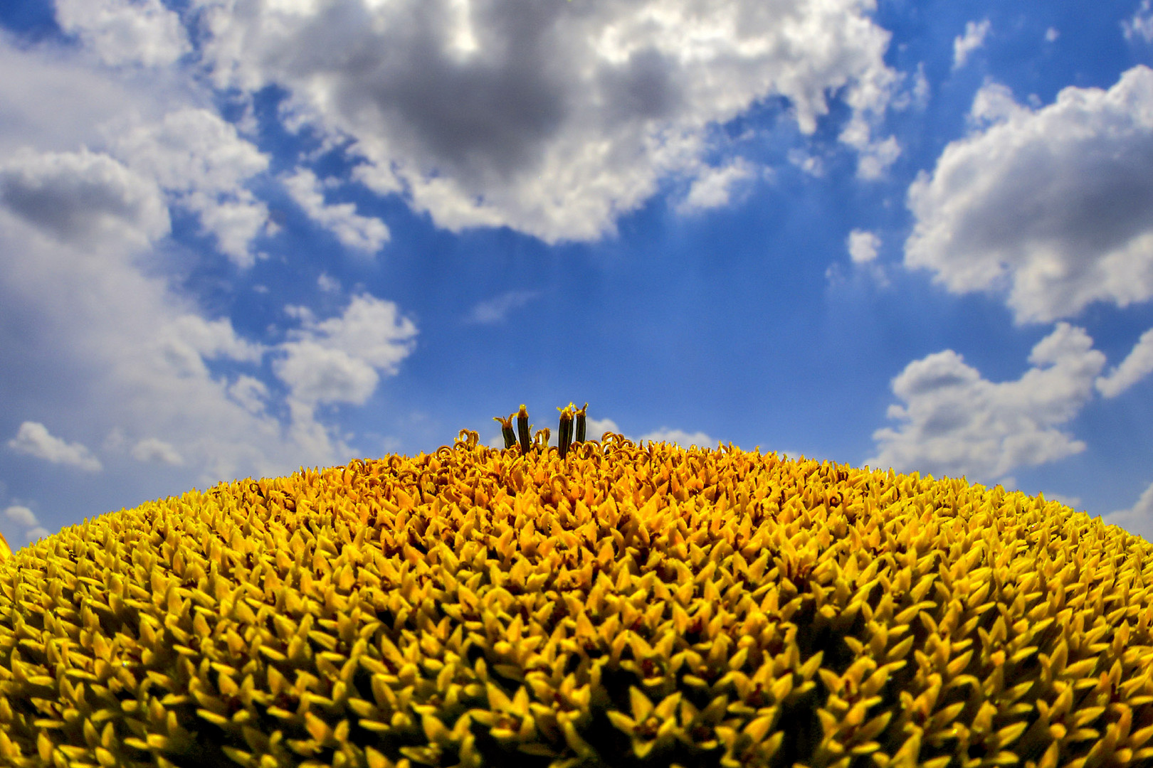 il pianeta giallo