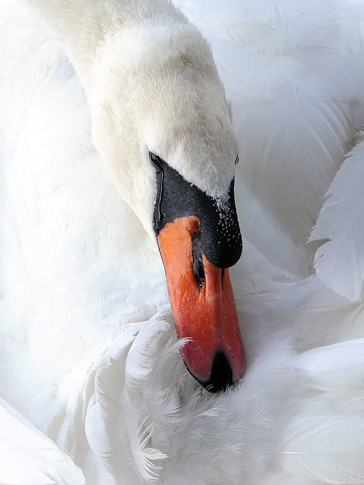 Il "pianto" del cigno