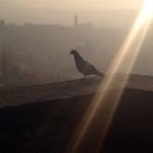 il piccione