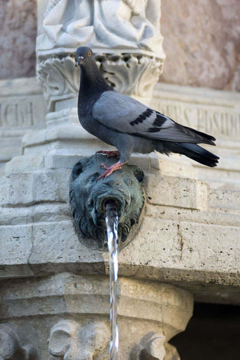 Il piccione e la fontana