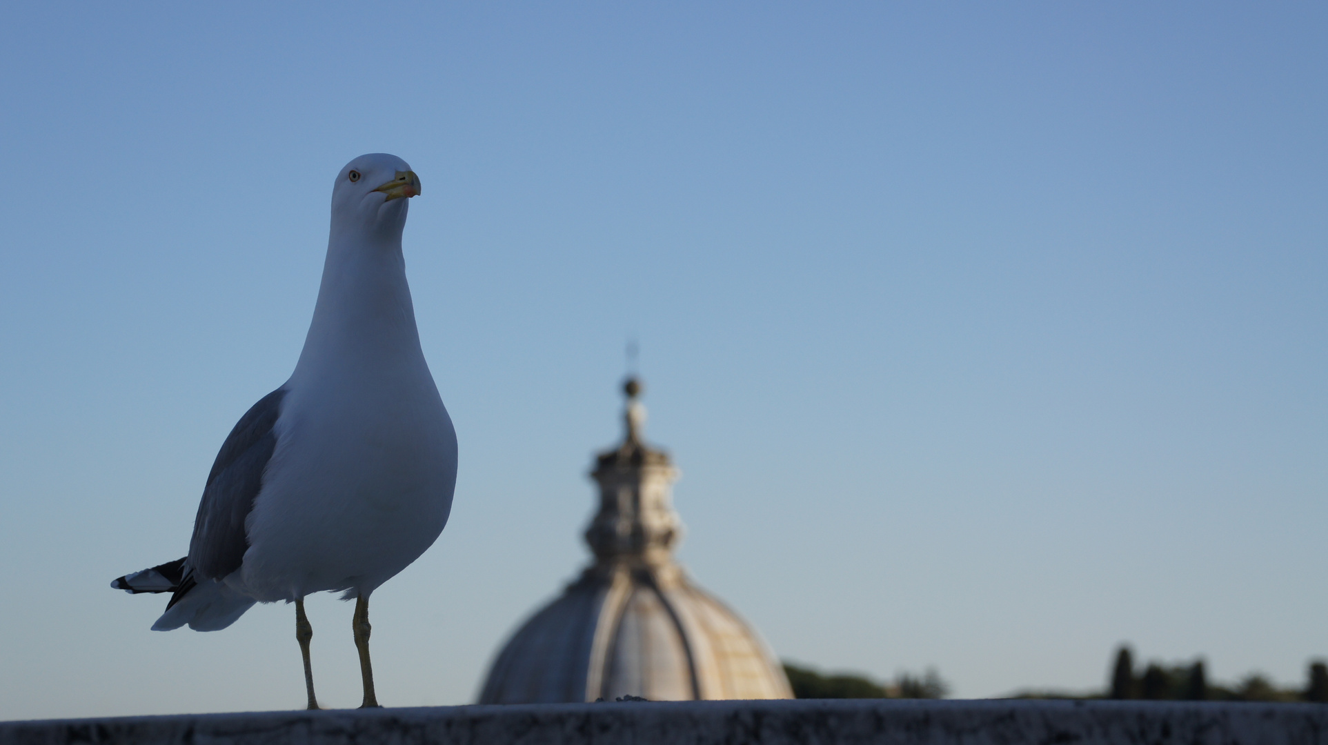 IL Piccione Osservatore.