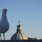 IL Piccione Osservatore.