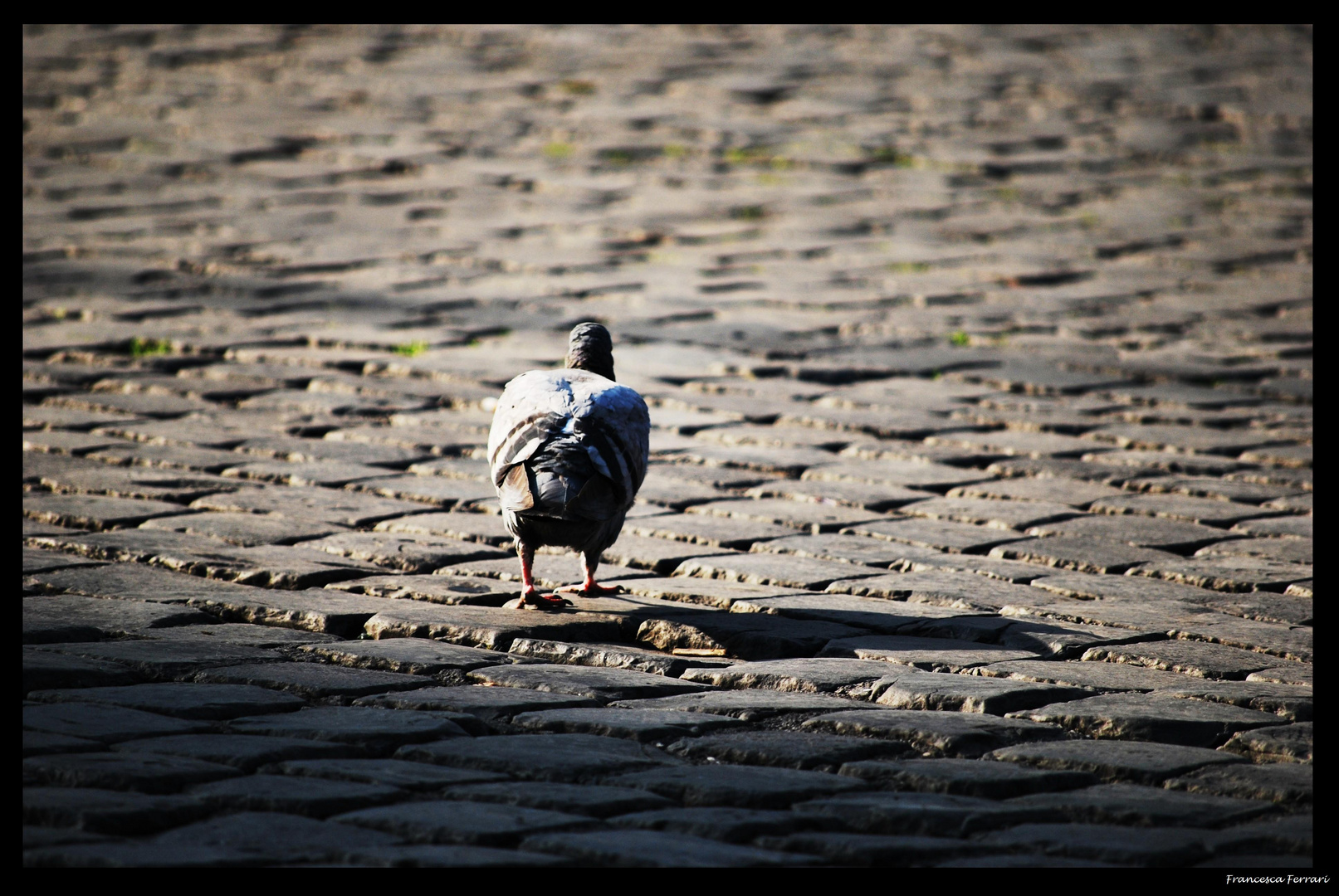 Il piccione solitario