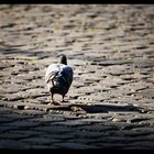 Il piccione solitario