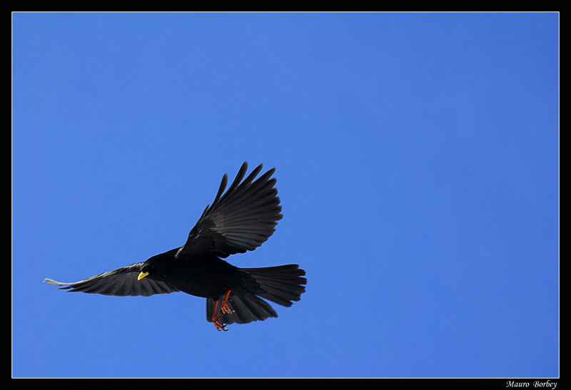 Il piccolo acrobata del cielo.