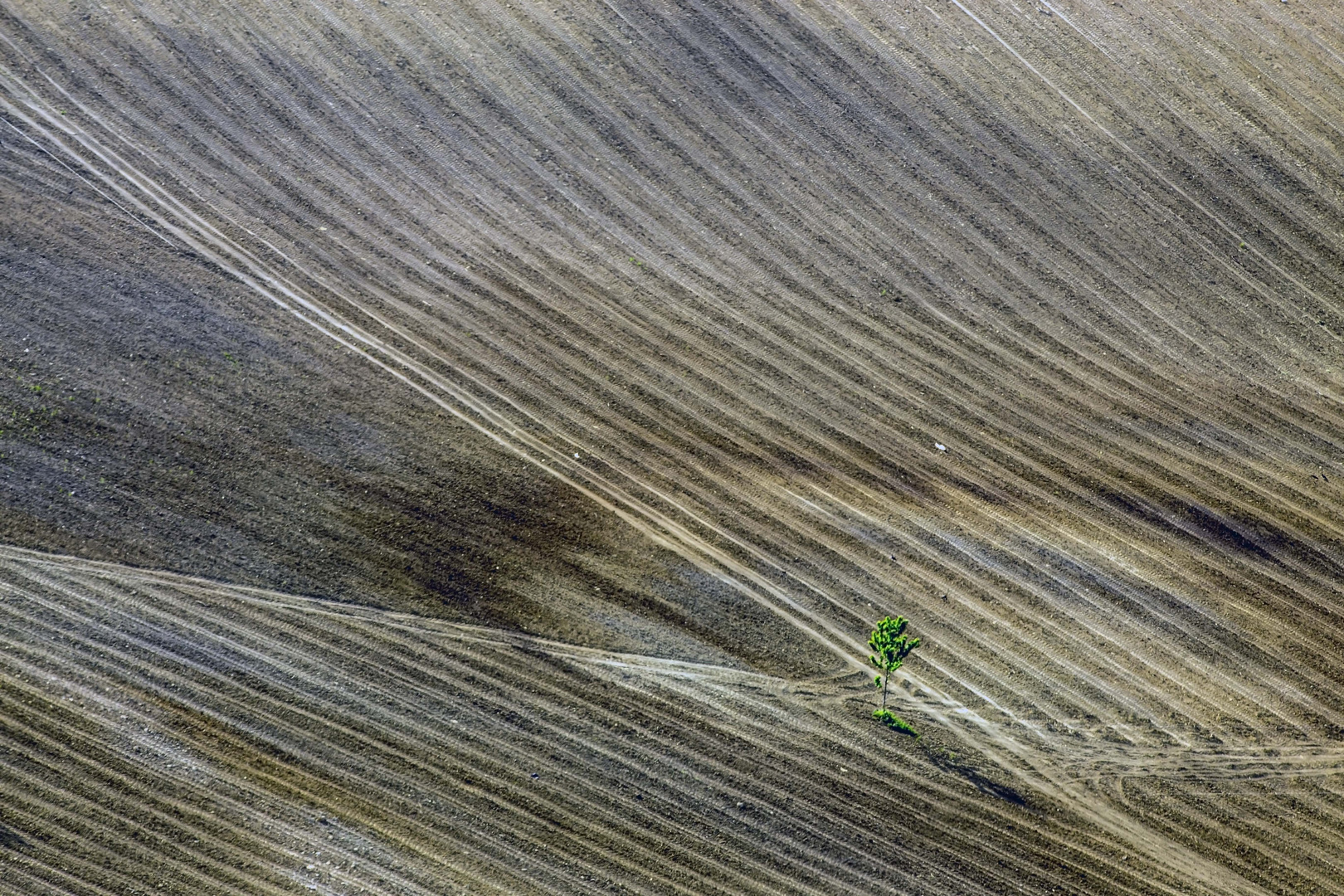 Il piccolo albero