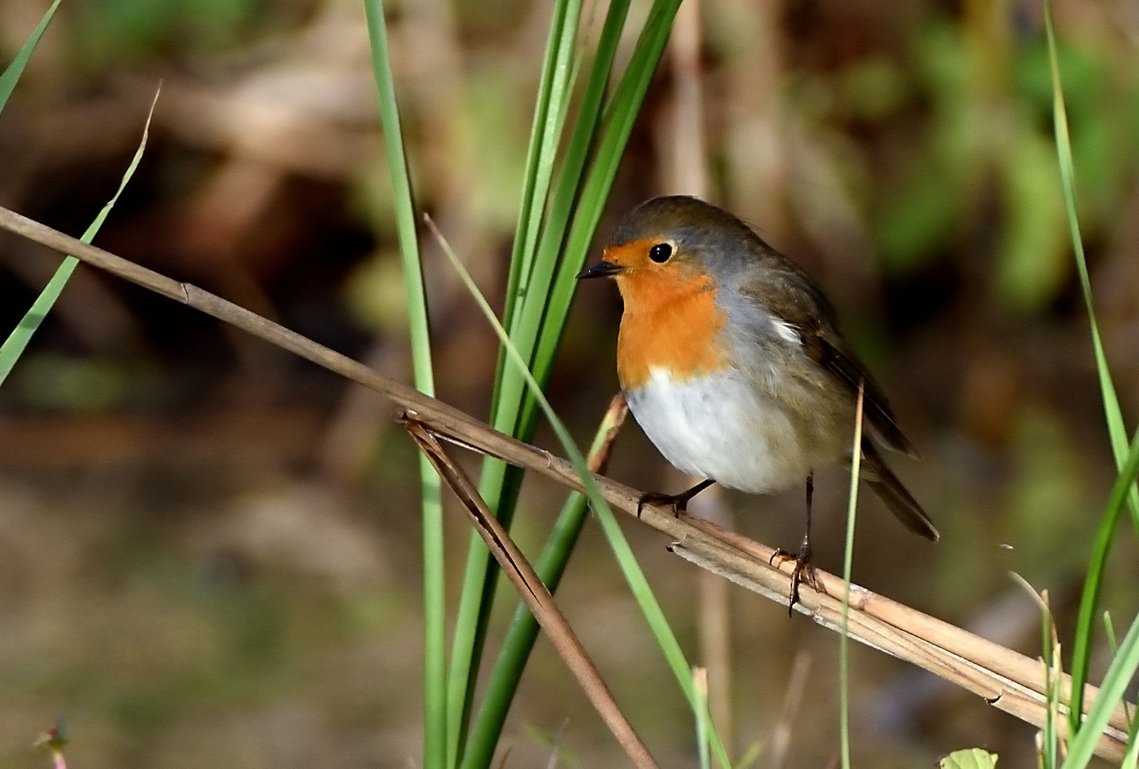 Il piccolo Pettirosso