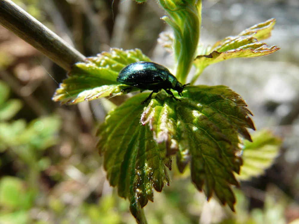 il piccolo scarafaggio verde