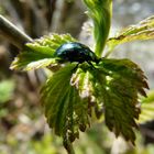 il piccolo scarafaggio verde